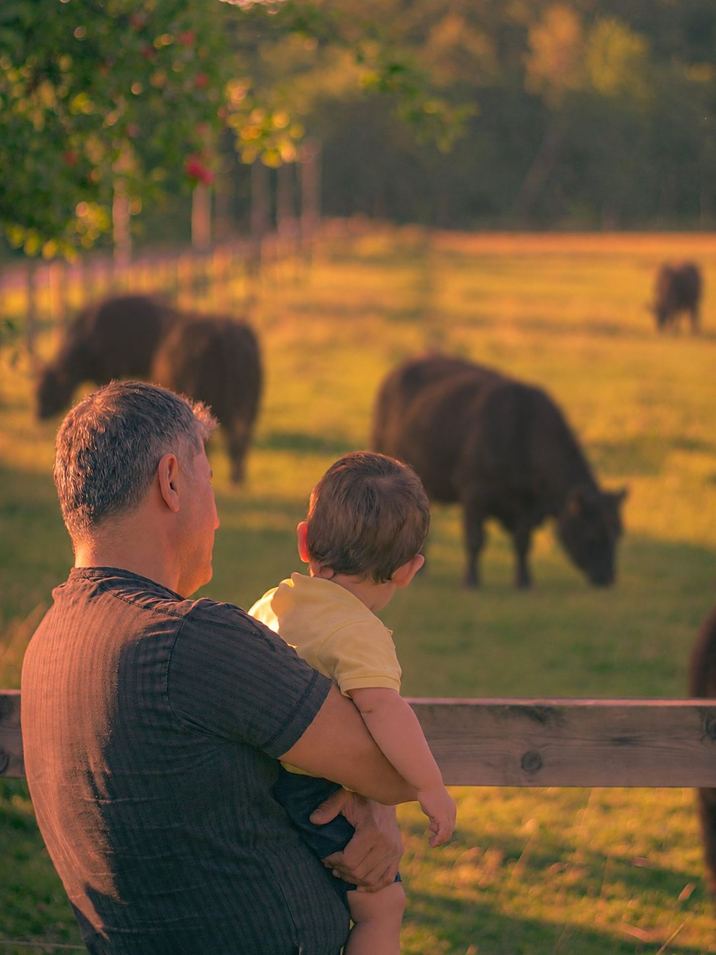 A father holding his young son at a wooden fence, watching black cattle graze at sunset