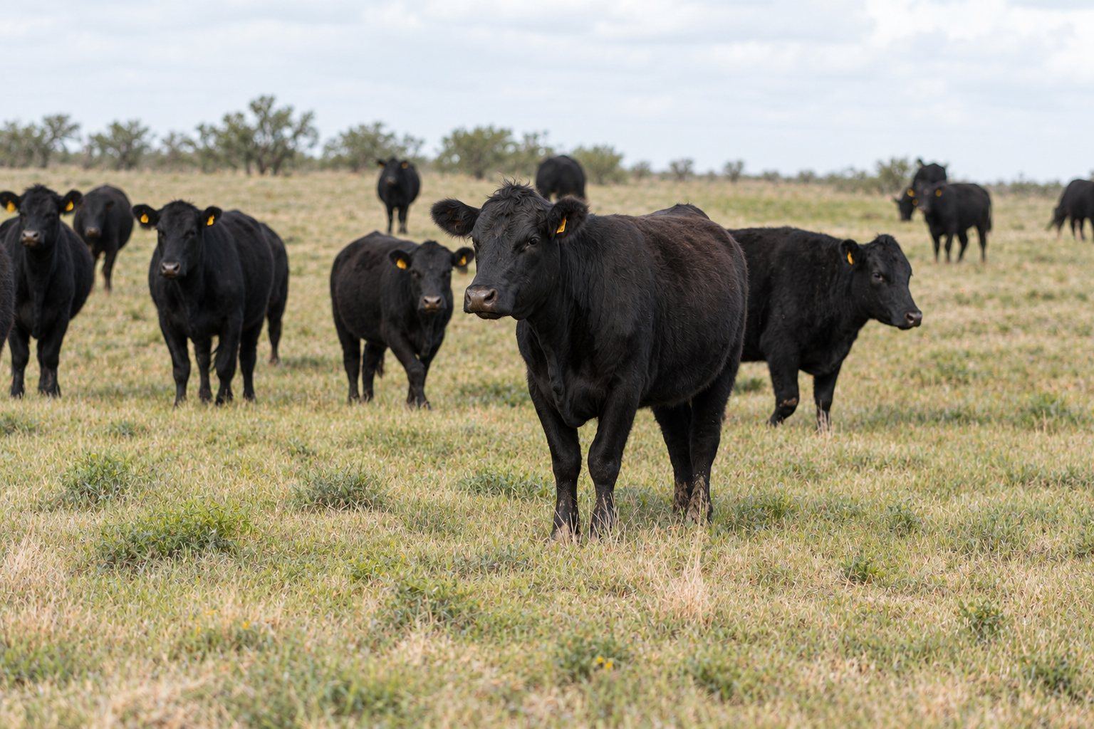 A herd of black cattle standing on open grassland
